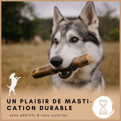 Supravit Bois d’Olivier – Jouet à mâcher pour chien