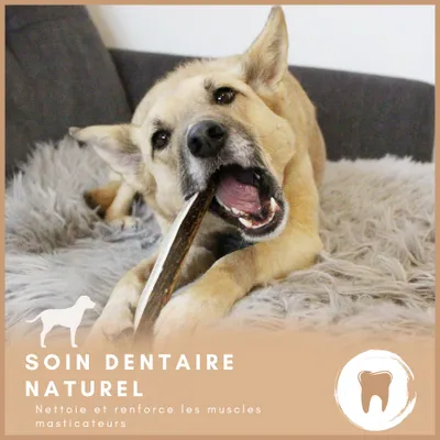 Supravit Bois de Cerf Fendu – Mâche naturelle pour chien