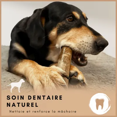 Supravit Bois d’Olivier – Jouet à mâcher pour chien