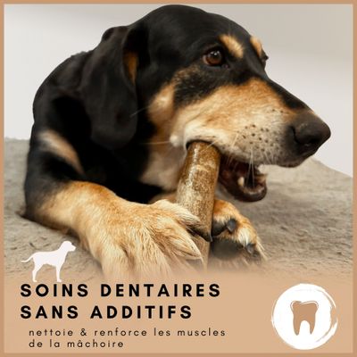 Supravit Bois d’Olivier – Jouet à mâcher pour chien
