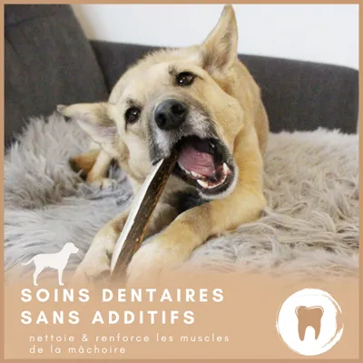 Supravit Bois de Cerf Fendu – Mâche naturelle pour chien