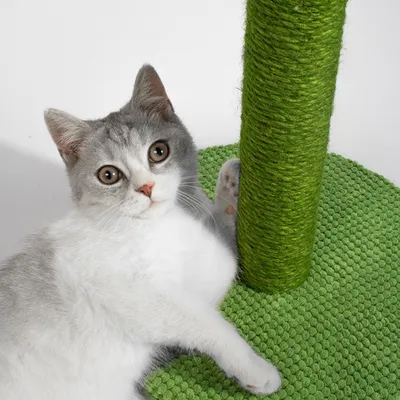 ZenPets Gratte  chat en forme de cactus avec sisal