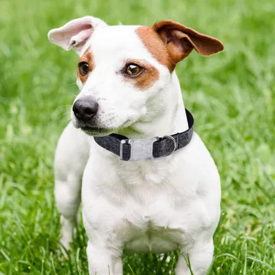 WELLHOME Lot de 2 colliers Nylon