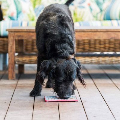 Lickimat Playdate Tuff - Tapis de léchage rigide pour chiens
