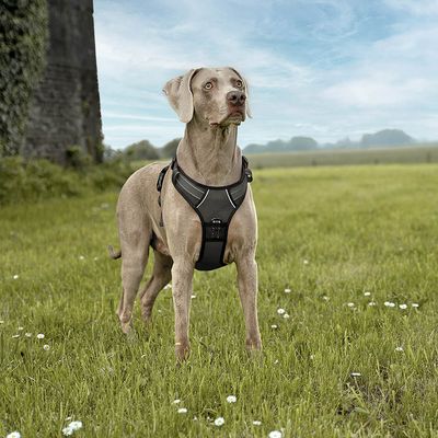 lionto Anti-Zug Hundegeschirr aus weichem Nylon mit Polsterung