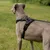 lionto harnais pour chien rembourré nylon doux anti-traction lionto harnais pour chien rembourré nylon doux anti-traction
