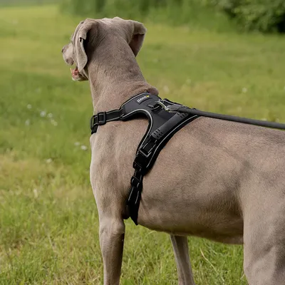 lionto harnais pour chien rembourré nylon doux anti-traction lionto harnais pour chien rembourré nylon doux anti-traction