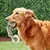 IntiMeg Jouet pour chien en corde de coton et balle de tennis