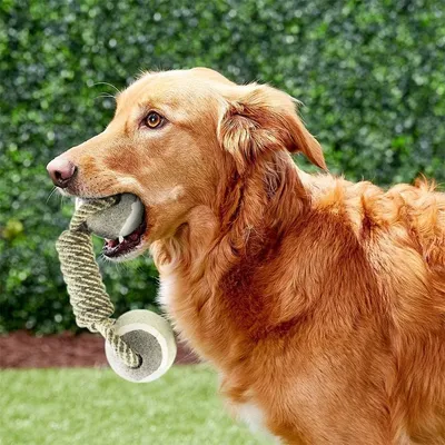 IntiMeg Jouet pour chien en corde de coton et balle de tennis