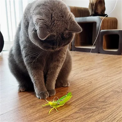 MCBOSON  Têtes de remplacement pour bâtonnets pour chat