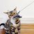MCBOSON  Kit de bâtonnets pour chat avec manche en bois
