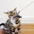 MCBOSON Katzen-Schnurrstab mit Holzgriff