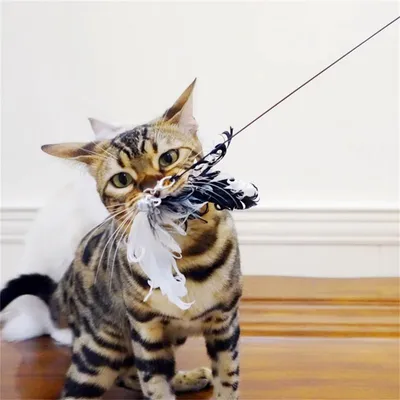 MCBOSON Katzen-Schnurrstab mit Holzgriff