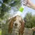 MCBOSON Douchette en silicone pour animaux de compagnie MCBOSON Douchette en silicone pour animaux de compagnie