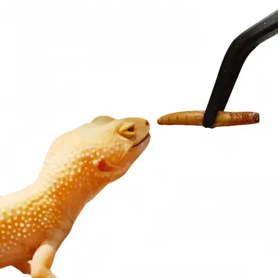 ZenPets Pinces d'alimentation pour reptiles