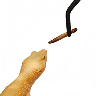 ZenPets Pinces d'alimentation pour reptiles