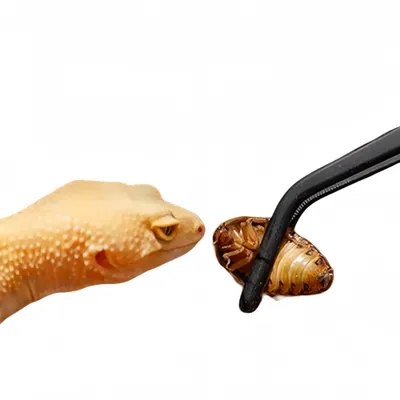 ZenPets Pinces d'alimentation pour reptiles