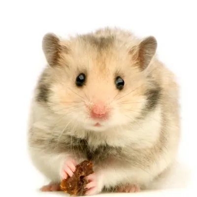 ZenPets Lit de glace pour hamster