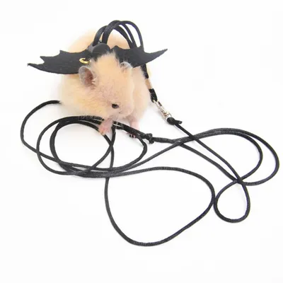 ZenPets Laisse pour hamster