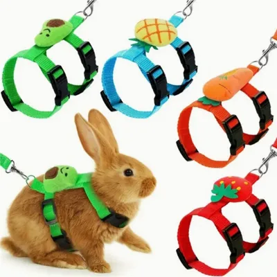 IntiMeg Harnais et laisse pour petits animaux