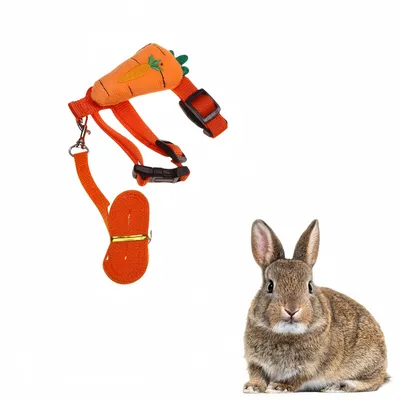 IntiMeg Harnais et laisse pour petits animaux