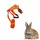Carotte orange