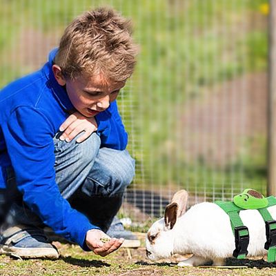 IntiMeg Arnés y correa para animales pequeños