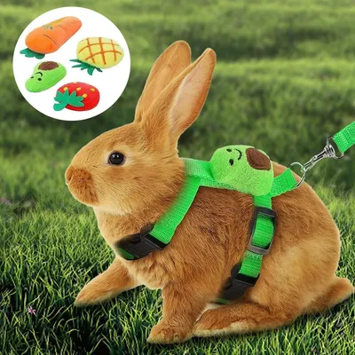 IntiMeg Harnais et laisse pour petits animaux