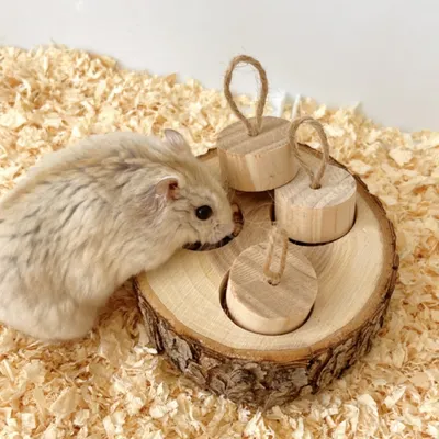 ZenPets Boîte à nourriture en bois pour rongeurs