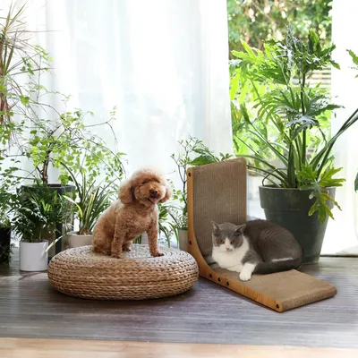 FUKUMARU Griffoir pour chat en carton résistant