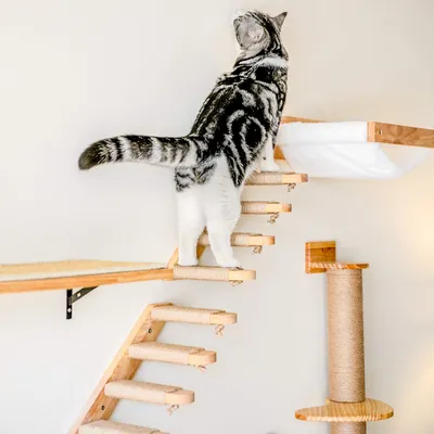 FUKUMARU  Étagère murale d'escalade pour chat