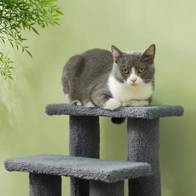 PawHut - escalier chat 4 marches