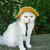 ZenPets Chapeau réglable en velours côtelé pour chien et chat ZenPets Chapeau réglable en velours côtelé pour chien et chat