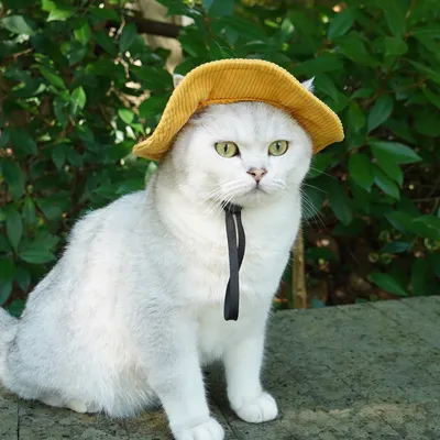 ZenPets Chapeau réglable en velours côtelé pour chien et chat ZenPets Chapeau réglable en velours côtelé pour chien et chat