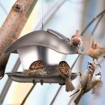 Prosperplast Mangeoire à canard en plastique BirdyFeed Square