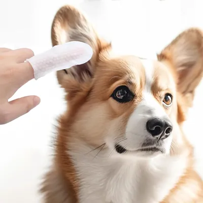 Lingettes nettoyantes dents et oreilles