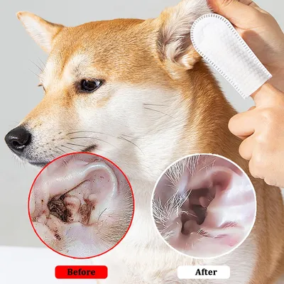 Lingettes nettoyantes dents et oreilles