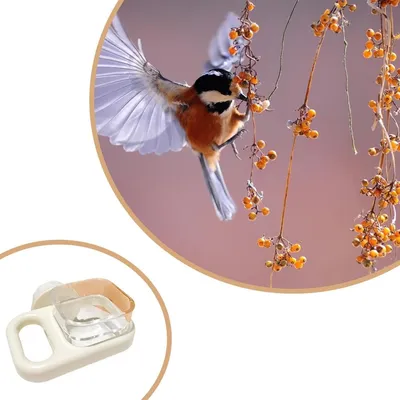 IntiMeg Mangeoire à oiseaux suspendue