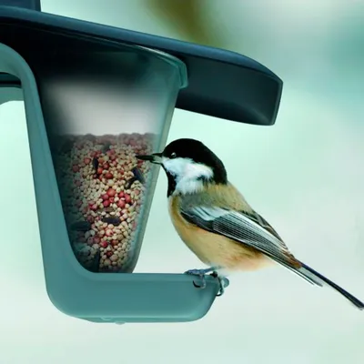 Prosperplast BirdyFeed Mangeoire double pour canards en plastique