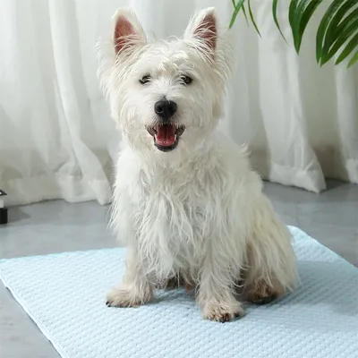 IntiMeg Tapis rafraîchissant pour animaux de compagnie