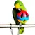 IntiMeg Ensemble de trois jouets à mâcher pour oiseaux