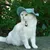 ZenPets Chapeau réglable en velours côtelé pour chien et chat ZenPets Chapeau réglable en velours côtelé pour chien et chat