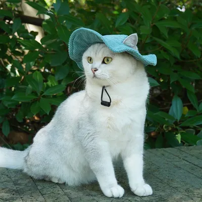 ZenPets Chapeau réglable en velours côtelé pour chien et chat ZenPets Chapeau réglable en velours côtelé pour chien et chat