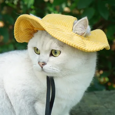 ZenPets Chapeau réglable en velours côtelé pour chien et chat ZenPets Chapeau réglable en velours côtelé pour chien et chat