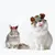 ZenPets Chapeau de soleil pour chat ZenPets Chapeau de soleil pour chat