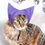 ZenPets Bonnet de bain waterproof pour chats ZenPets Bonnet de bain waterproof pour chats