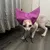 ZenPets Bonnet de bain waterproof pour chats ZenPets Bonnet de bain waterproof pour chats