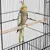 Yaheetech Grande Cage pour Oiseau