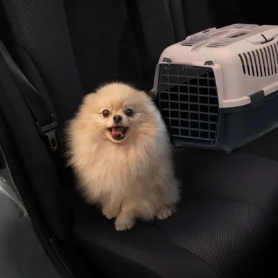 WELLHOME Transporteur portatif en plastique pour animaux de compagnie