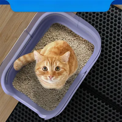 IntiMeg Panneaux anti-projection pour bac à sable pour chat